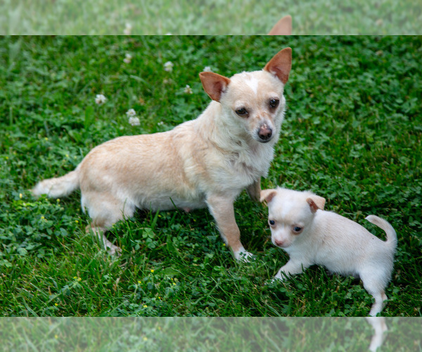 Medium Photo #1 Chihuahua Puppy For Sale in BERNE, IN, USA