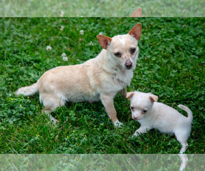 Mother of the Chihuahua puppies born on 05/04/2025