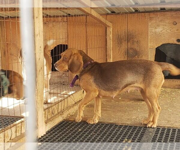 Medium Photo #1 Beagle Puppy For Sale in PLATTEVILLE, WI, USA