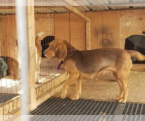 Mother of the Beagle puppies born on 08/24/2025