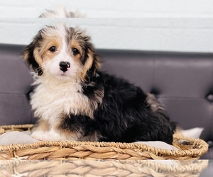 Miniature Bernedoodle Puppy for sale in CINCINNATI, OH, USA