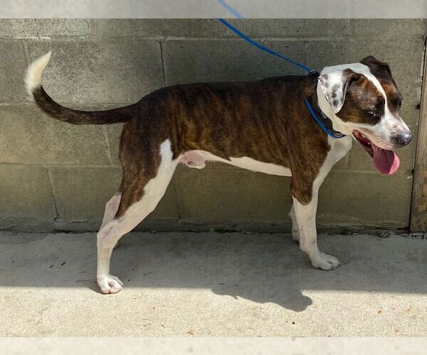 Medium Photo #8 Boxer-Unknown Mix Puppy For Sale in Doylestown, PA, USA