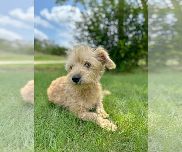 Medium Photo #5 Poodle (Miniature)-Unknown Mix Puppy For Sale in PIPE CREEK, TX, USA
