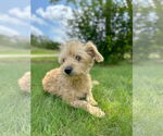 Small #4 Poodle (Miniature) Mix