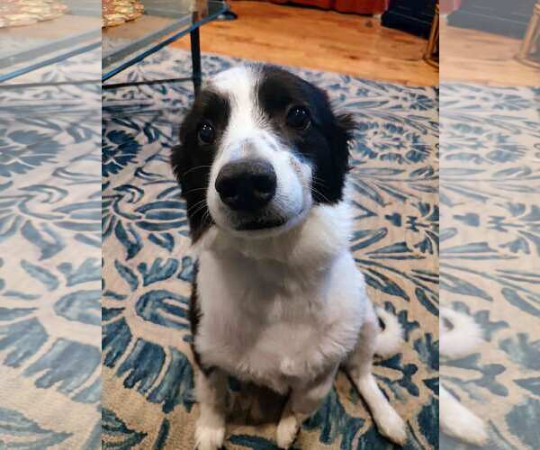 Medium Photo #4 American Eskimo Dog Puppy For Sale in Pikesville, MD, USA