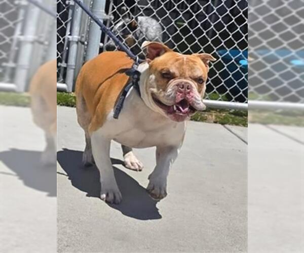 Medium Photo #2 American Bulldog-Unknown Mix Puppy For Sale in Downey, CA, USA