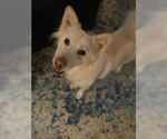 Small #4 Golden Retriever-pomeranian spitz Mix