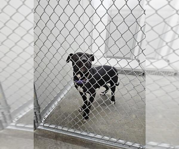 Medium Photo #1 Mutt Puppy For Sale in Temple, TX, USA