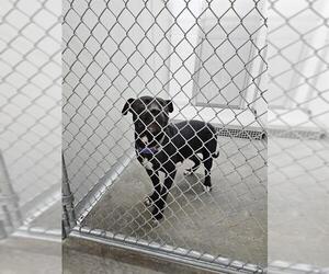 Mutt Dogs for adoption in Temple, TX, USA