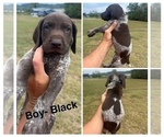 Puppy Male Black German Shorthaired Pointer