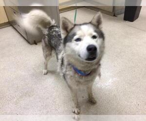 Siberian Husky Dogs for adoption in Riverside, CA, USA
