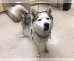 Small Siberian Husky