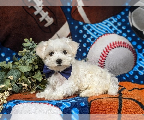 Medium Photo #3 Maltese Puppy For Sale in QUARRYVILLE, PA, USA