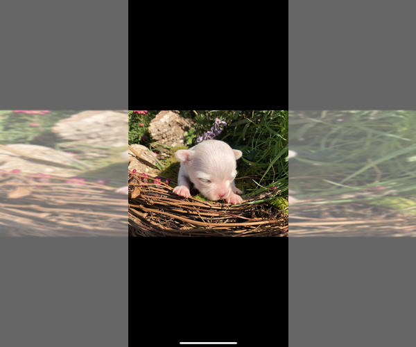 Medium Photo #8 Chihuahua Puppy For Sale in SHERMAN, TX, USA