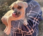 Small #20 French Bullhuahua