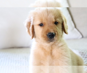 Golden Retriever Puppy for Sale in BOSWELL, Indiana USA