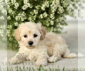 Bichpoo Puppy for sale in GORDONVILLE, PA, USA