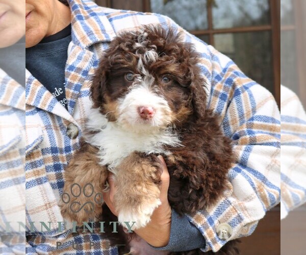 Medium Photo #2 Bernedoodle (Miniature) Puppy For Sale in NARVON, PA, USA