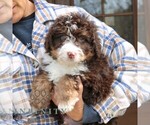 Small #1 Bernedoodle (Miniature)