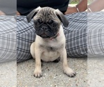 Puppy Puppy 4 Pug