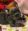 Small Photo #16 French Bulldog Puppy For Sale in OCEANSIDE, CA, USA