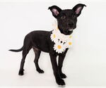 Small #5 American Staffordshire Terrier-German Shepherd Dog Mix