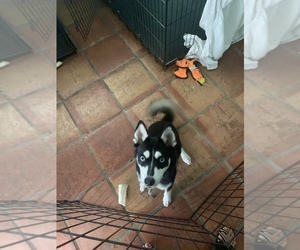 Pomsky Puppy for sale in BAYSHORE GARDENS, FL, USA