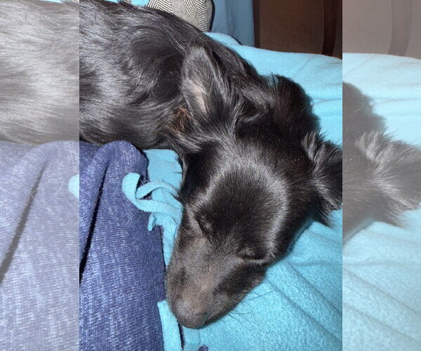 Medium Photo #4 Chihuahua-Unknown Mix Puppy For Sale in St. Louis Park, MN, USA