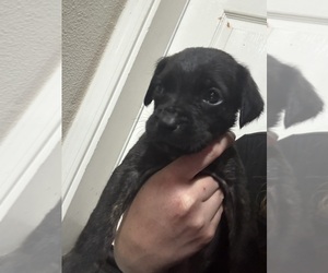 Medium Cane Corso