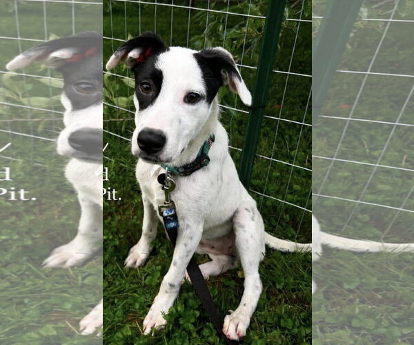 Medium Photo #4 Mutt Puppy For Sale in Germantown, OH, USA