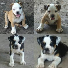 Olde English Bulldogge Puppy for sale in DEER PARK, TX, USA