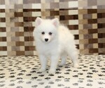 Small #3 Pomsky