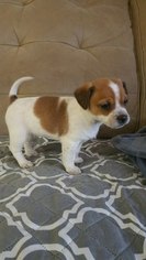 Jack Chi Puppy for sale in RINGGOLD, GA, USA