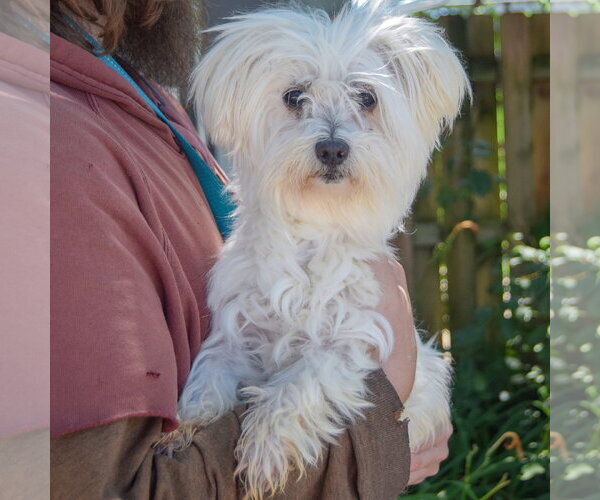Medium Photo #3 Maltichon Puppy For Sale in Huntley, IL, USA