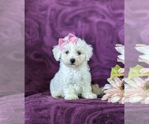 Bichon Frise Puppy for sale in NOTTINGHAM, PA, USA
