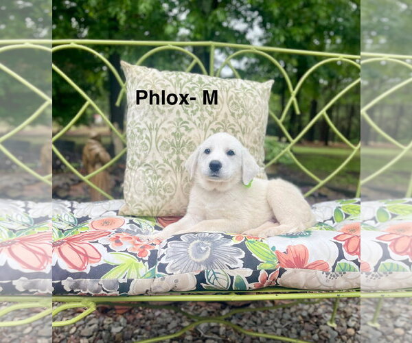 Medium Photo #1 Labrenees Puppy For Sale in Rockaway, NJ, USA