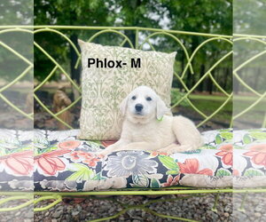 Labrenees Dogs for adoption in Rockaway, NJ, USA