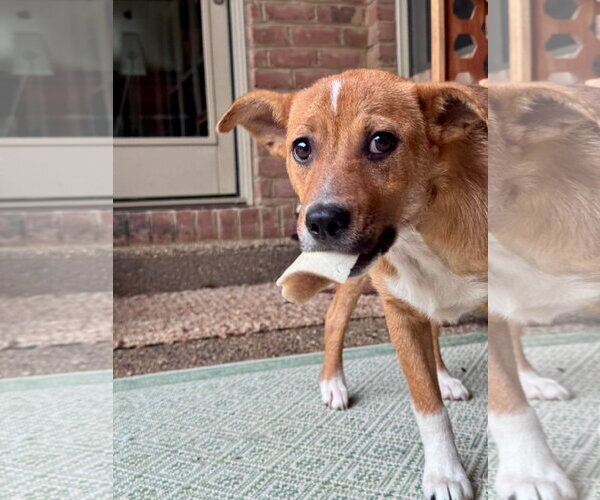 Medium Photo #3 Mutt Puppy For Sale in Germantown, OH, USA
