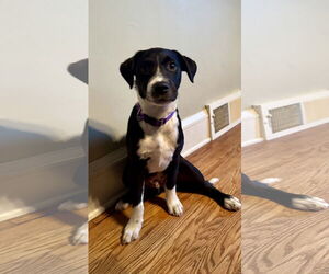 Collie-Labrador Retriever Mix Dogs for adoption in Duluth, MN, USA