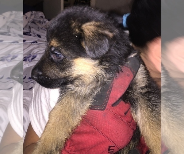 Medium Photo #5 German Shepherd Dog Puppy For Sale in HOUSTON, TX, USA