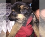 Small Photo #5 German Shepherd Dog Puppy For Sale in HOUSTON, TX, USA