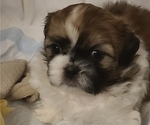 Small Photo #2 Shih Tzu Puppy For Sale in RALEIGH, NC, USA