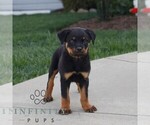 Small #1 Rottweiler