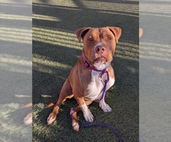 Medium Photo #2 Mutt Puppy For Sale in Las Vegas, NV, USA