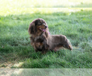 Mother of the Dachshund puppies born on 05/20/2025