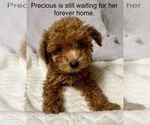 Puppy Precious Poodle (Toy)