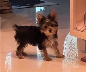 Yorkshire Terrier Puppy for sale in CLEWISTON, FL, USA