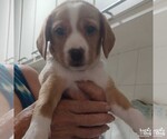 Small #1 Mutt