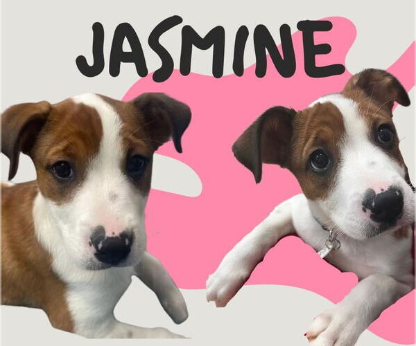 Medium Photo #4 Mutt Puppy For Sale in Sykesville, MD, USA