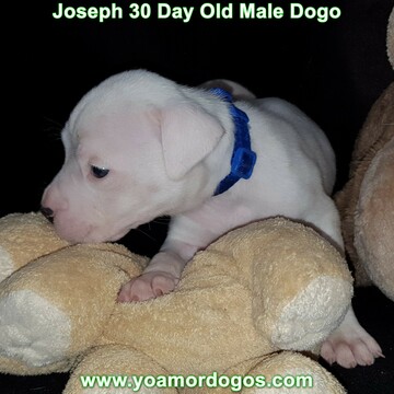 Medium Photo #58 Dogo Argentino Puppy For Sale in PINEVILLE, MO, USA
